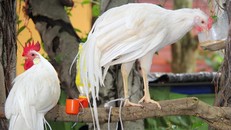 Gà Onagadori đạt độ dài đuôi tối đa lên đến 7m.