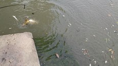 TT-Huế: Cá chết bất thường trên các sông ở Quảng Điền