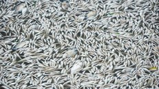 Hà Nội tìm nguyên nhân cá nổi trắng mặt hồ Tây