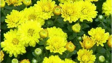 Cúc hoa vàng chữa bệnh mắt