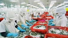 EU cảnh báo thuỷ sản Việt Nam nhiễm kim loại nặng