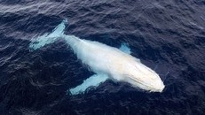 'Cá voi ma' quý hiếm xuất hiện ở vùng biển Australia