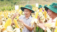 Thực phẩm biến đổi gen: Nhiều người ăn mà không biết