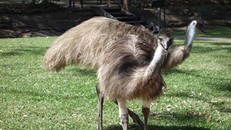 Chim đà điểu Australia. Ảnh: SMH