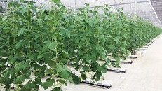 Vingroup ra mắt sản phẩm trái cây nhà kính đầu tiên 