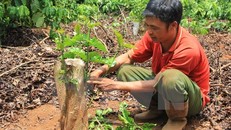 ông dân Đắk Lắk cưa ngang gốc cây càphê bị hạn để ghép chồi. (Ảnh: Phạm Cường/TTXVN)