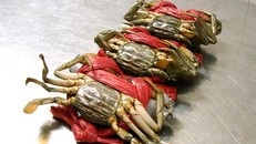 Trung Quốc giảm mua, cua biển Cà Mau lại rớt giá