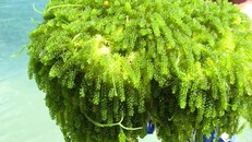 Có giá đắt đỏ, rong nho vẫn được nhiều người tiêu dùng săn đón. Ảnh: Gia Bảo