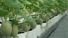 Dưa lưới đang là sản phẩm được người tiêu dùng ưa chuộng khi trồng qua mạng. Ảnh: M.H.