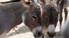 Nguồn cung cấp da và thịt lừa ở Trung Quốc giảm mạnh vì không có nhiều cơ sở chăn nuôi. Ảnh: CNN.