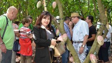 Du khách ăn thử trái ca cao chín trong vườn ca cao ở đường Y Ngông