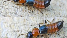 Độc chất từ kiến ba khoang gây viêm da nhẹ hoặc nặng tùy theo mức độ xâm nhập qua da. ảnh: C.H. 