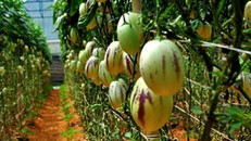 Loại dưa này đang được nhiều khách ưa chuộng và thích thú vì hình dạng khá lạ. 