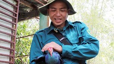 Một con Trích bị thợ săn bắt được anh giải cứu nuôi dưỡng. Ảnh: Hoàng Nam