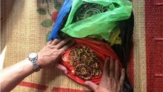 Ninh Bình: Bắt giữ nhóm đối tượng trộm cắp 200 cây vàng