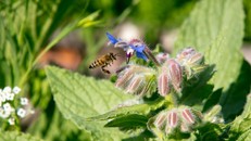 Liên hợp quốc đã quyết định kỷ niệm năm 2021 là Năm Quốc tế về Trái cây và Rau quả và khởi động Thập kỷ Phục hồi Hệ sinh thái. 