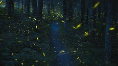 Đom đóm ở núi Grandfather ở Bắc Carolina