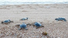 Trong khoảng thời gian rùa lên bãi đẻ trứng, các nhân viên của Vườn Quốc gia Núi Chúa thường xuyên tuần tra, theo dõi, ghi nhận thông tin, di dời các tổ trứng có nguy cơ ngập nước do thủy triều, bảo vệ trứng và rùa con khỏi con người săn trộm và các loài khác, thực hiện công tác cứu hộ và thả rùa con về biển. Ảnh: Nguyễn Thành