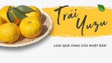 Những món ngon từ Yuzu - loại quả vàng độc đáo của xứ sở Phù Tang