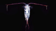 Một động vật giáp xác chân kiếm (Calanoida sp.). Ảnh: Wikipedia