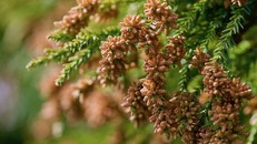 Nhật Bản ngăn ngừa dị ứng phấn hoa với biện pháp "triệt sản cây tuyết tùng"