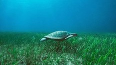 Ngày Cỏ biển Thế giới 1/3: Hành động cần thiết để bảo vệ hệ sinh thái biển quý giá