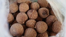 Vải sấy Thanh Hà: khi lò sấy thôi đỏ lửa