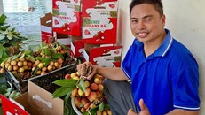 Vải thiều của vườn anh Sanh được đóng gói trong bao bì được thiết kế riêng (Ảnh nhân vật cung cấp)