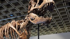 T. rex 67 triệu năm tuổi trưng bày tại New York trước phiên đấu giá của Sotheby's