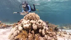 Ảnh: Valentina Cucchiarra / Coral Reef Alliance
