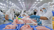 Doanh nghiệp Việt Nam chế biến cá tra xuất khẩu. (Ảnh: Thanh Liêm/TTXVN)