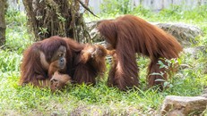 Chú đười ươi Sumatra ra đời vào tháng 7/2026 tại Vinpearl Safari
