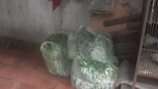 Rau sạch bức xúc chuyện ‘chăn rau’