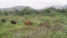 Tận mục dự án tiền tỷ bỏ hoang ở Hòa Bình