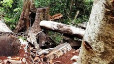 Rừng Điện Biên bị 'cạo trọc': Những cánh rừng 'chảy máu'