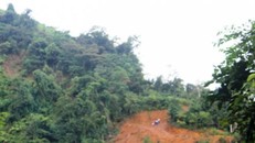 Rừng Điện Biên bị 'cạo trọc': Quản lý dân di cư phá rừng là quá sức