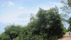 Bí ẩn chuyện quạ đen chỉ chỗ xây Nghè Ná trong rừng cấm ở Quảng Bình