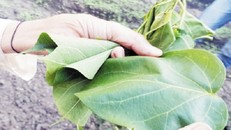 Kỳ quặc ăn Tết bằng...lá ngón