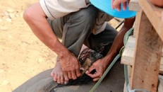 300 ngàn một sợi lông voi: Vận may nào cho kẻ u mê?