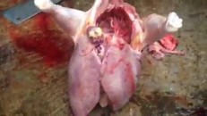 Con gà có hai lá gan to như gan lợn gây sốc