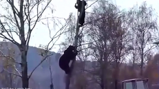 Sốc với clip gấu trèo cây truy đuổi người