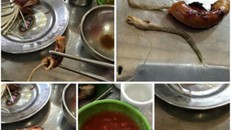 Còn giun ngoe nguẩy thì lòng mới tươi