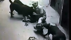 Rùng mình 4 con chó 'Tây' vây quanh tấn công chủ nhân ở Hà Nội