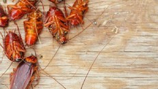 Mách bạn cách diệt gián cực hay mà lại an toàn cho sức khỏe