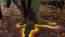 Biến hóa nghệ thuật từ gậy và đá của nhà điêu khắc người Anh