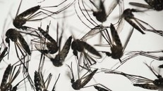 Virus Zika gây rối loạn thần kinh ở người lớn