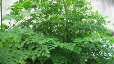 Thực hư thông tin rau chùm ngây diệt được tế bào ung thư?