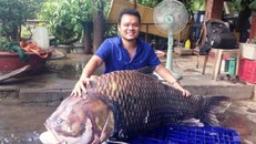 Cá hô khủng giá nửa tỷ đồng khiến đại gia phát 'sốt' ở TP.HCM