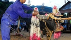 Quảng Ngãi: Đâm trâu không man rợ, nhưng chỉ phát nợ