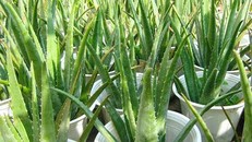 Để ngăn ngừa bệnh ung thư trong nhà bạn phải trồng những cây này